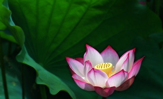 菩提心-深信切愿就是无上菩提心