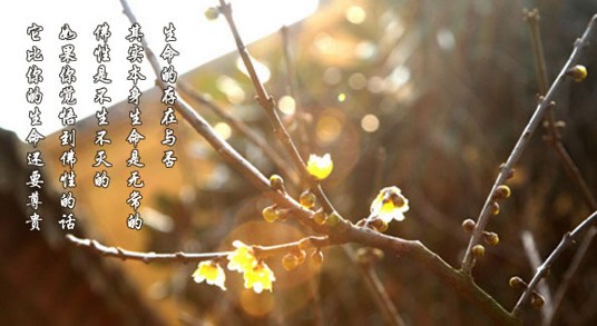 释迦牟尼-一个「缘」字，意义甚深