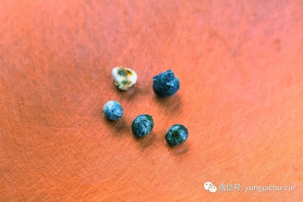 云居山-悲心无尽 行愿弥坚——一诚长老珍贵舍利撷影