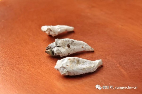 云居山-悲心无尽 行愿弥坚——一诚长老珍贵舍利撷影