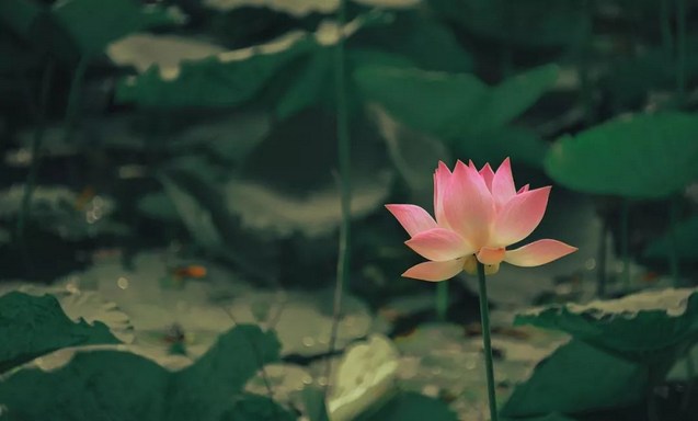 佛教-突发疾病去世，如何判断是否往生