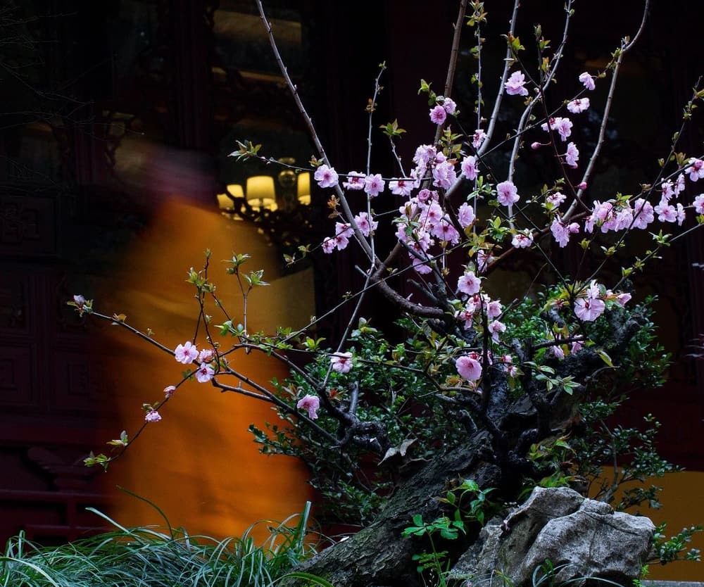 ����ϸ���֡�ָ����ʲô