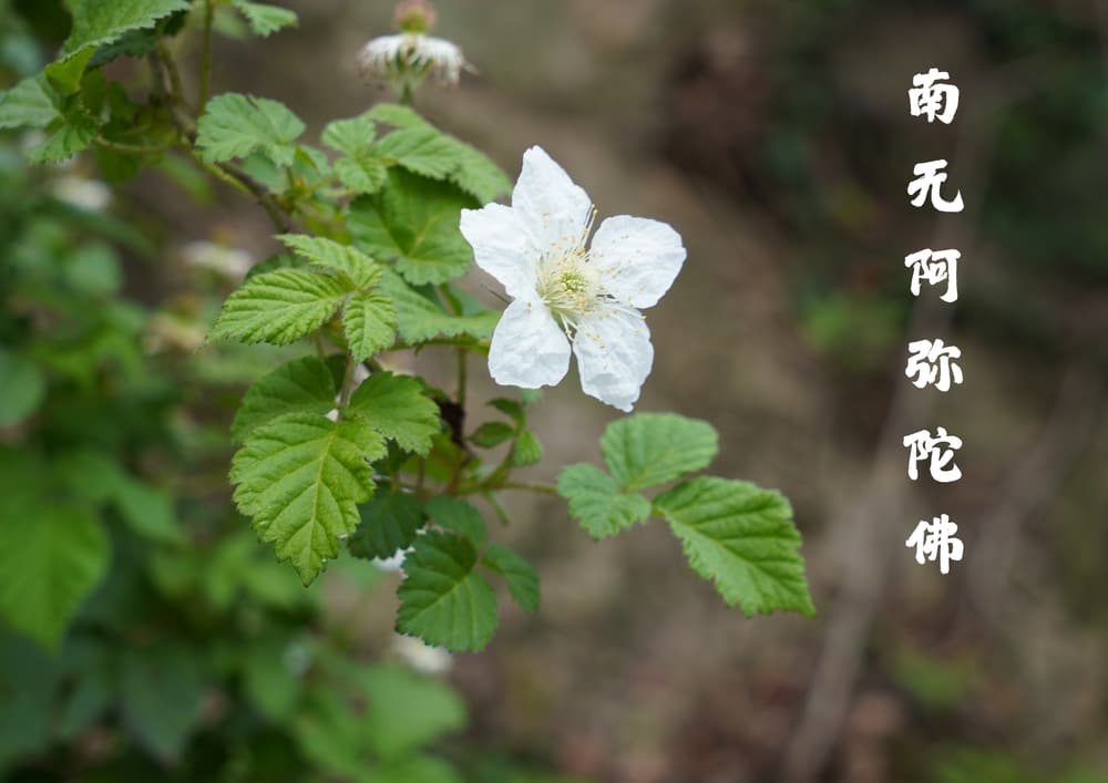 ˼����Σ�������ǰ�İ�ȡ����