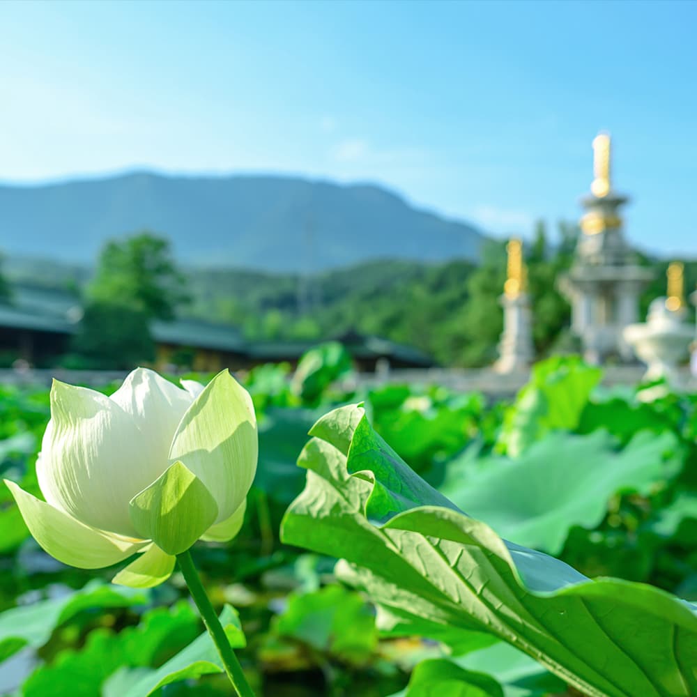 �����٣���Ϊ����