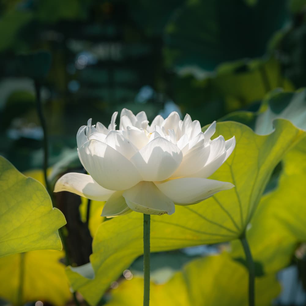 �������ʤ������