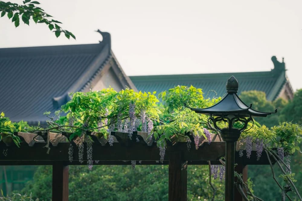 净土法门的微功德