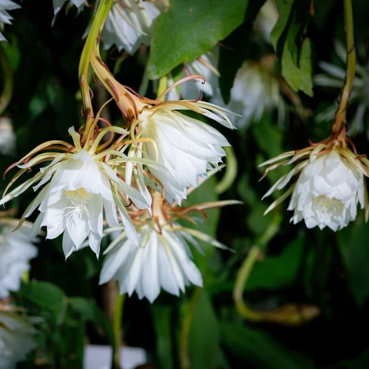 �ƺͺ�ʶ����������