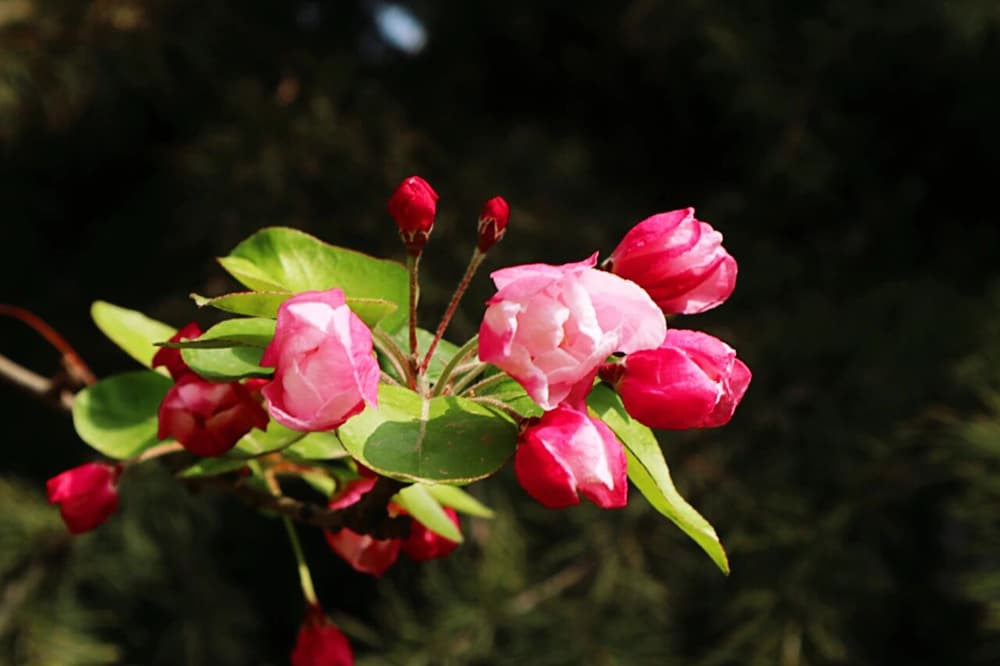 ��ͥ������ĸ����Ҫ