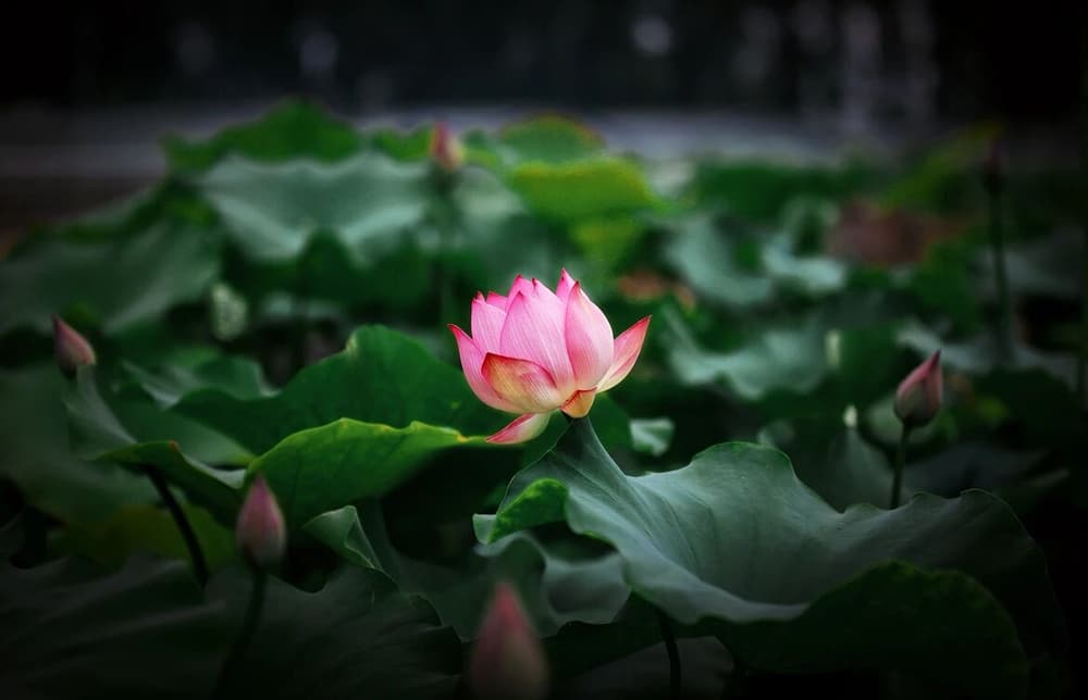 ����������˳Ա�����Щʲô����