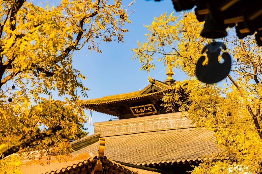 ����𷨿ɹ�ľ��������編��˵